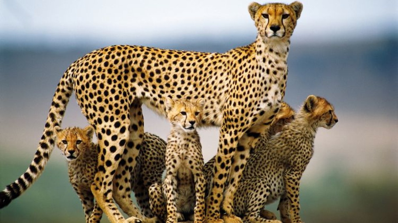 10 Days Tanzania Wildlife  Safari and Cultural Safari