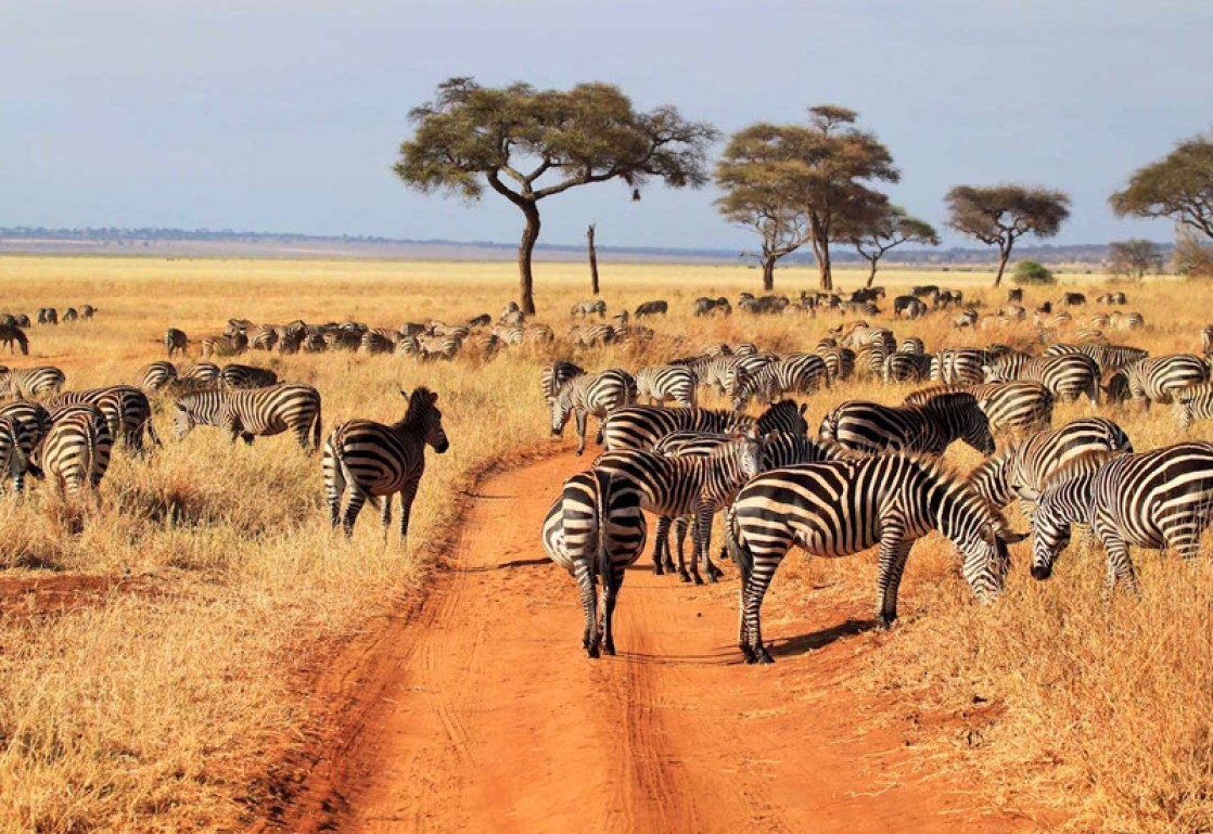 4 Days Tanzania Wildlife Safari