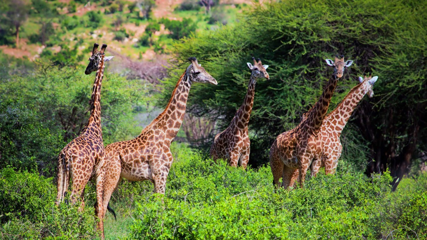 5 Days Tanzania  Wildlife Safari