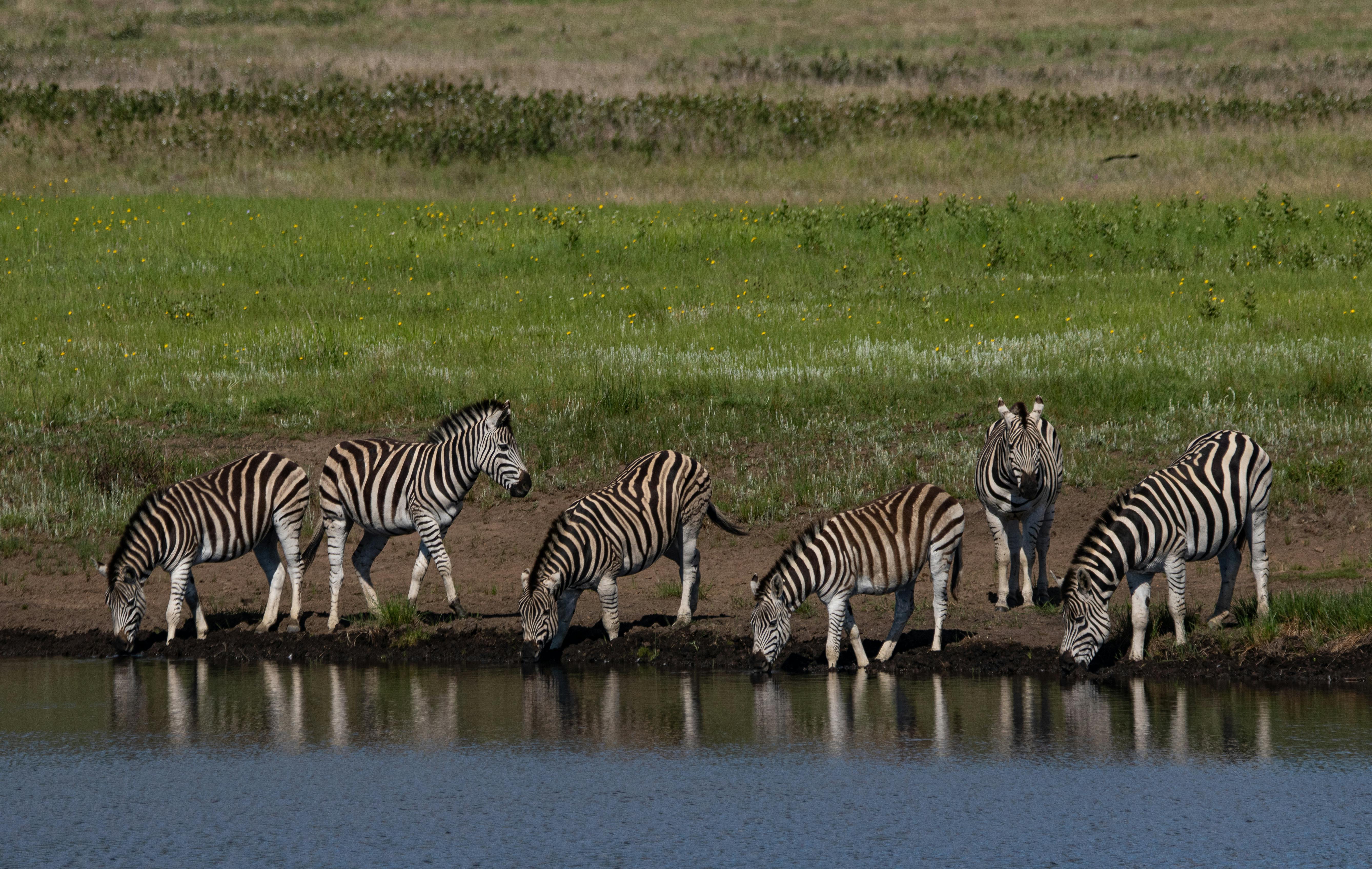 Tanzania Wildlife Safari Parks: A Guide to Unforgettable Adventures