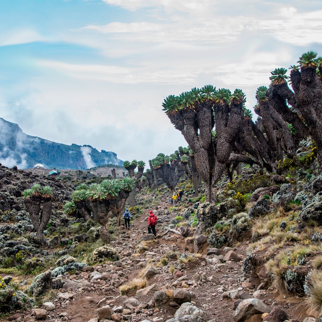 Complete Guide to Kilimanjaro Trekking Tours: Routes, Seasons, and Preparation Tips