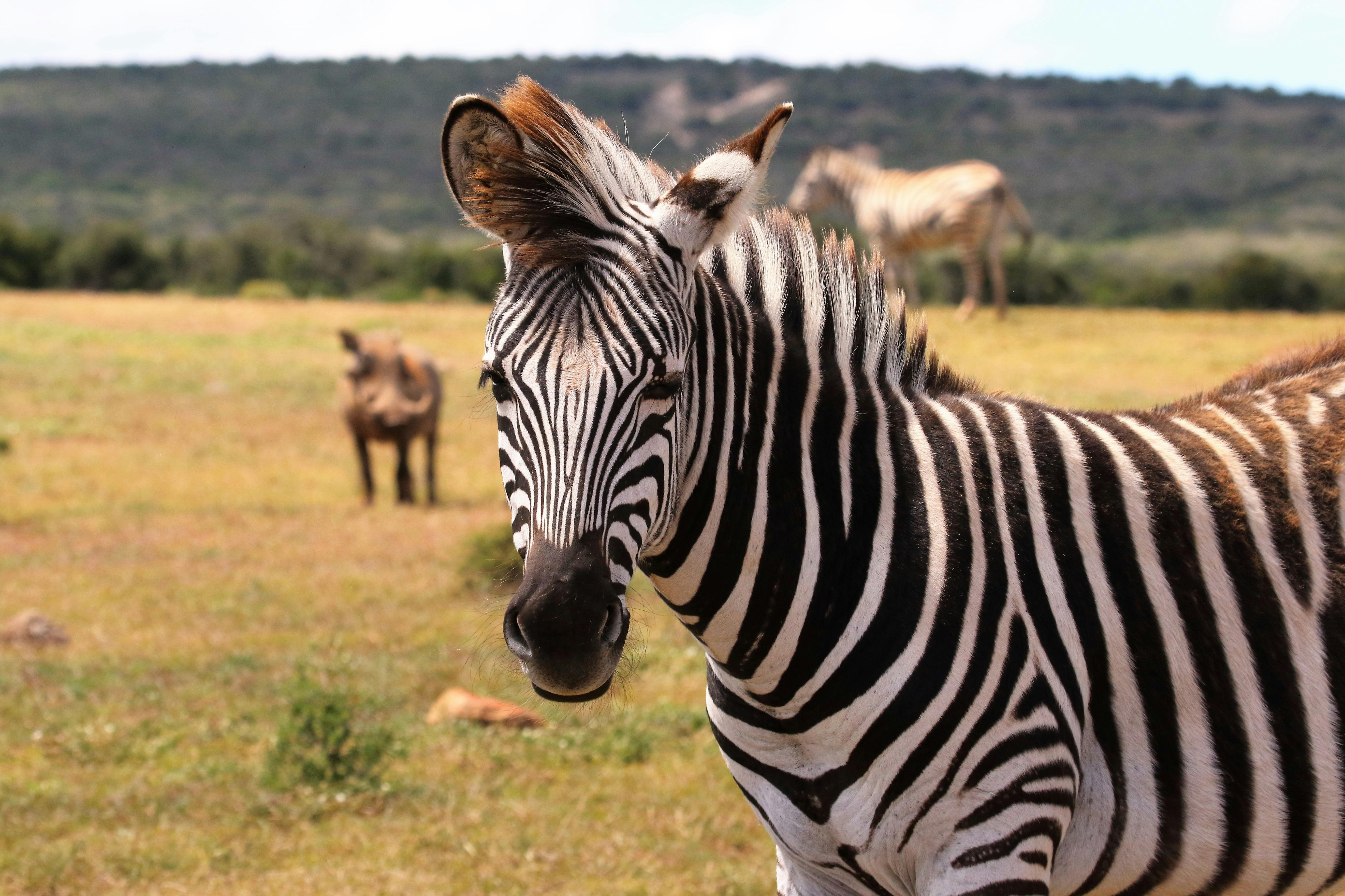 Discover Tanzania's Safari Holiday Parks: A Wildlife Lover's Paradise