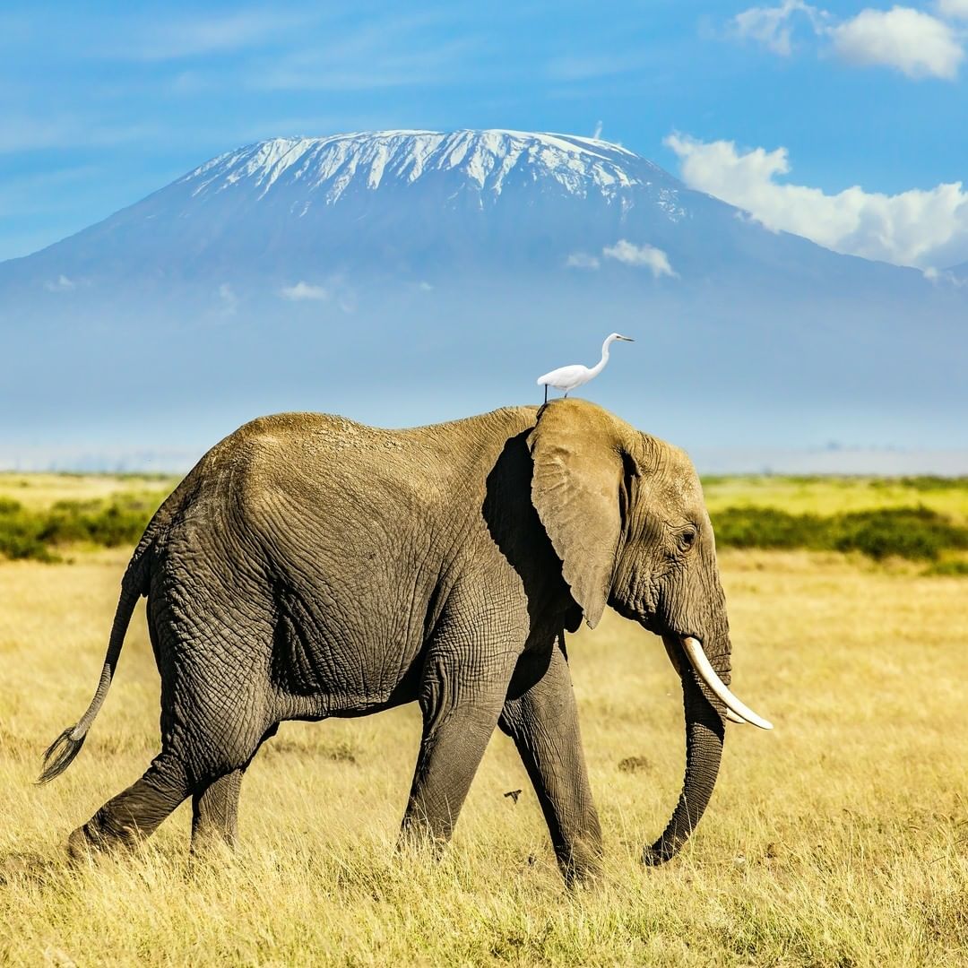 Explore Tanzania’s Northern Circuit: A Safari Adventure with POAPOA Tours