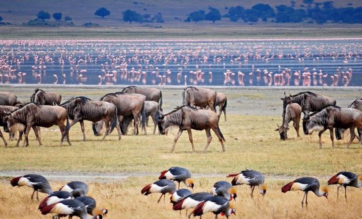 Lake Manyara National Park Day Trip From Arusha