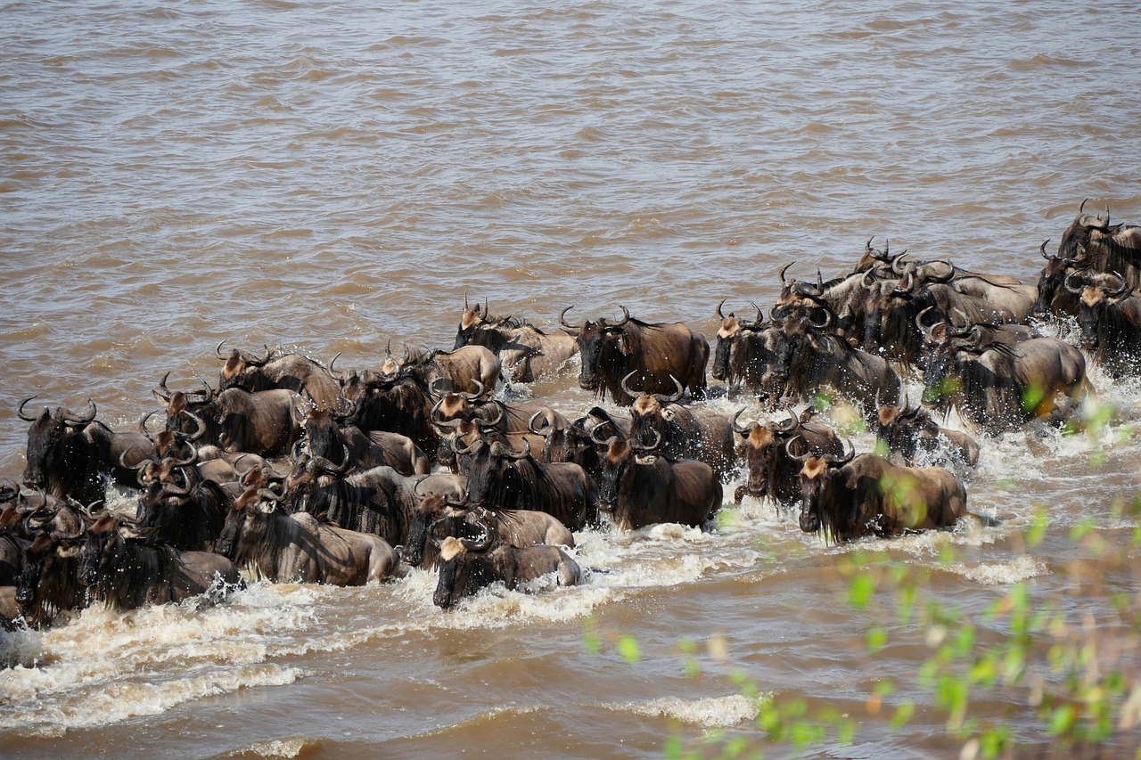 Witness the Great Migration: A Guide to the Northern Serengeti